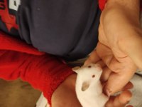 Çok Sevimli Yavru Hamsterler Çok Tatlılar