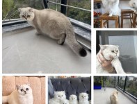 Cindy Bebek Gibi Üst Kalite Yavru Kediler