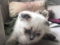 Scottish Fold Yavrularımıza Ömürlük Yuva Ariyoruz