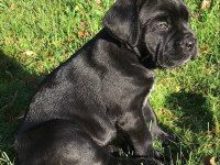 XXL CANE CORSO YAVRULAR TESLİME HAZIR