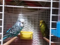 Show Jumbo ve Jumbo Yavru Muhabbet Kuşu