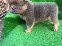 A kalite french bulldog erkek bebekler