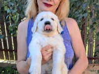 Golden Retriever Yavrularımız Evinizin Neşesi Olacaktır