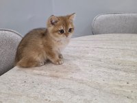 British golden erkek yavru
