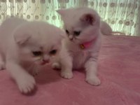 Minik yavrularımız yeni yuvalarını bekliyor scottish fold