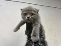 Irk Ve Sağlık Garantili Scottish Fold