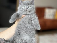 Yeni Ailesine Gitmeye Hazır Gri British Shorthair