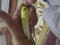 Lutino muhabbet kuşumuz için ulaşın