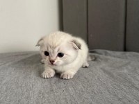 2 aylık british shorthair yavrular