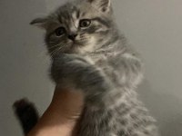 Dişi british shorthair