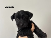 45 Günlük Morkie Yavrular - Evden Sağlıklı Bebekler
