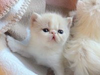 Safkan Şecereli Exotic Shorthair Dişi yavrum.
