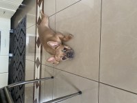 Bulldog