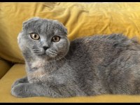 Scottish Fold Kedimiz Ücretsiz Sahiplendirilecek