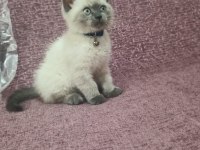 2 aylık erkek british blue point kedimiz