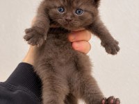 A KALİTE EŞSİZ GÜZELLİKTE KEDİLER (REZERVE ILANIDIR)