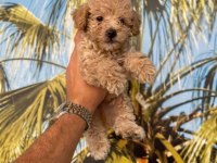 Maltipoo yavrularım yeni sahibini bekliyor