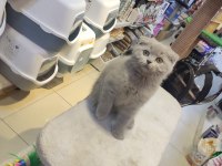 Show Class Scottish Fold Bebekler