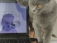 Beyaz British Shorthair