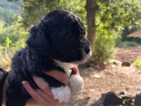 ORJİNAL MALTİPOO YAVRULAR