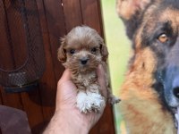 Teacup Kore Maltipoo Yavrular