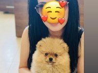 Pomeranian Boo Erkek Yavrumuz