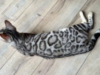 Elite Silver Bengal Kedisi Kitten Ozy