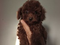 2.5 aylık toy poodle