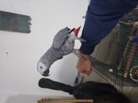 5 yaşında çok konuşan jako papağanı