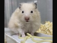 MİNİK HAMSTER DOSTUNU SEÇ ADRESİNE GELSİN