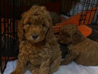 Toy Poodle Yavrular
