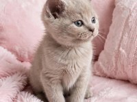 British Shorthair Fawn Nadir Renk A+ Kalite