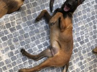 Safkan Irk Garantili Belçika Kurdu