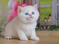 Kar Beyaz Silver British Shorthair Ns1133