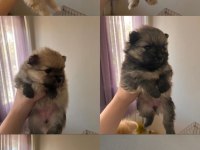 pomeranian boo teddy bear ücretli sahiplendirilecektir