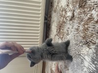 British shorthair yavrular