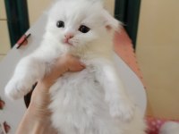 Scottish Fold Yavrularım