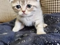Neşe kaynağı oyuncu scottish fold yavru kedimiz