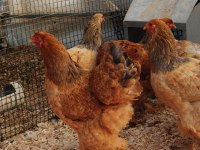 BUFF BRAHMA KULUÇKALIK YUMURTA & CİVCİV