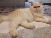 Dişi İran Egzotik Longhair