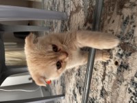 Oyuncu kedilerim 3 aylık scottish fold