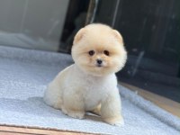 Bebek gibi bi pomeranian boo