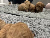 Toy poodle orjinal yavrular Dişi Erkek
