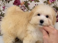 BONCUK GİBİ MALTİPOO KÖPEĞİ