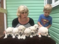 Golden Retriever Kapıda Ödeme Hizmetimiz Vardır