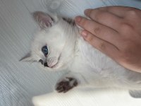 Gri british shorthair erkek