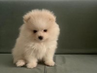 Pomeranian boo yavrumuz