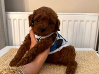Baba Kore Anne Toy Red Borow Poodle