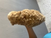 Safkan Maltipoo Bebekler