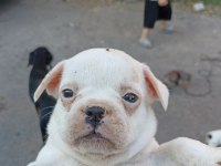 Anne altından muhteşem ırk güzeli french bulldog yavrular